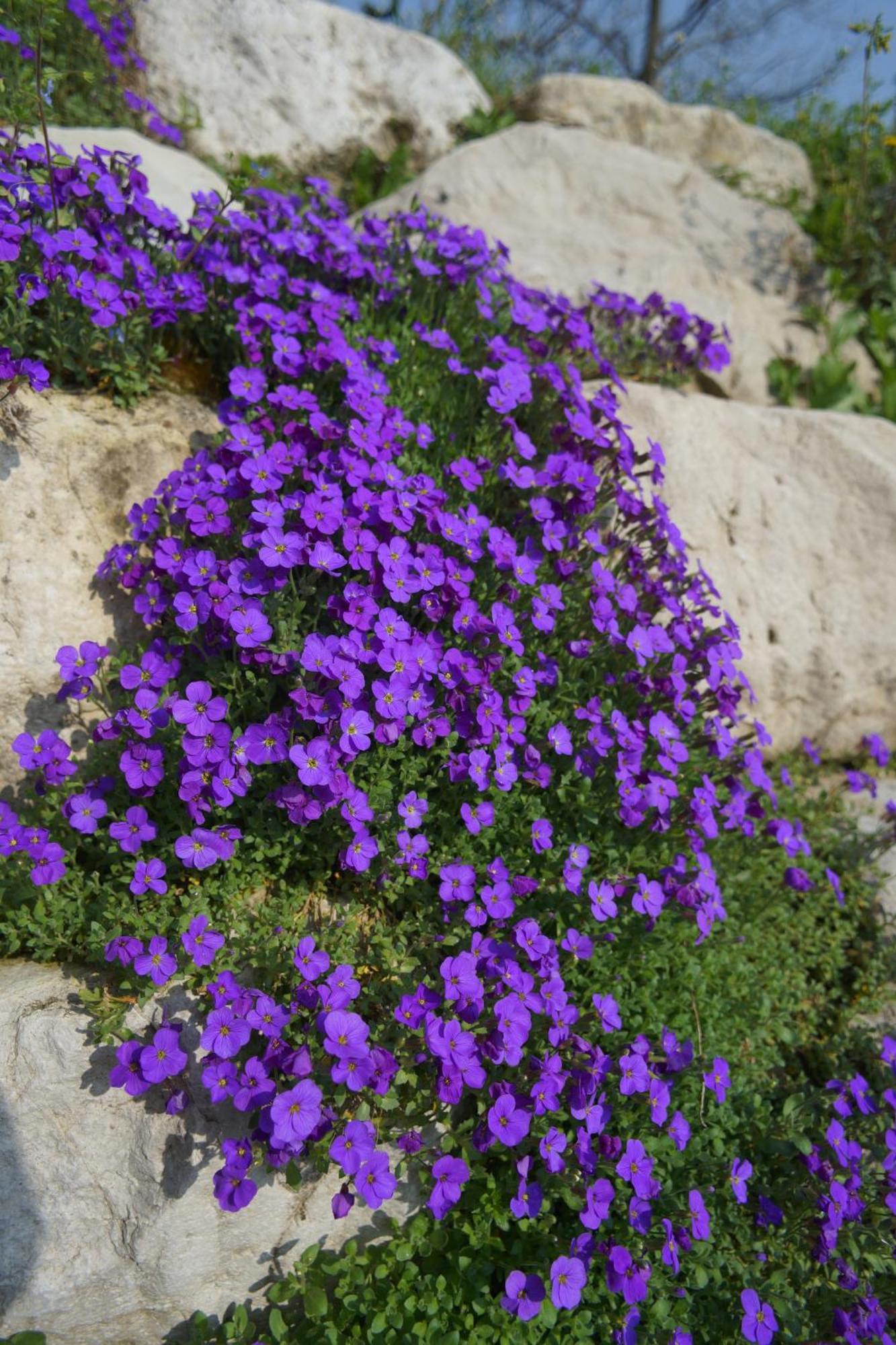 Nikolas' Valley Cornuda Dış mekan fotoğraf